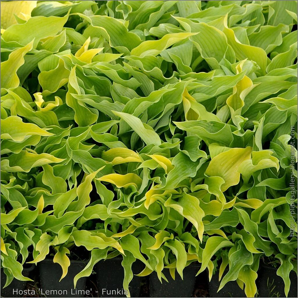 Хоста лемон снэп. Lemon lime хоста. хоста лемон лайм lemon lime. хоста гибридная лемон лайм. хоста gypsy lemon.