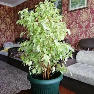 Фикус можно держать