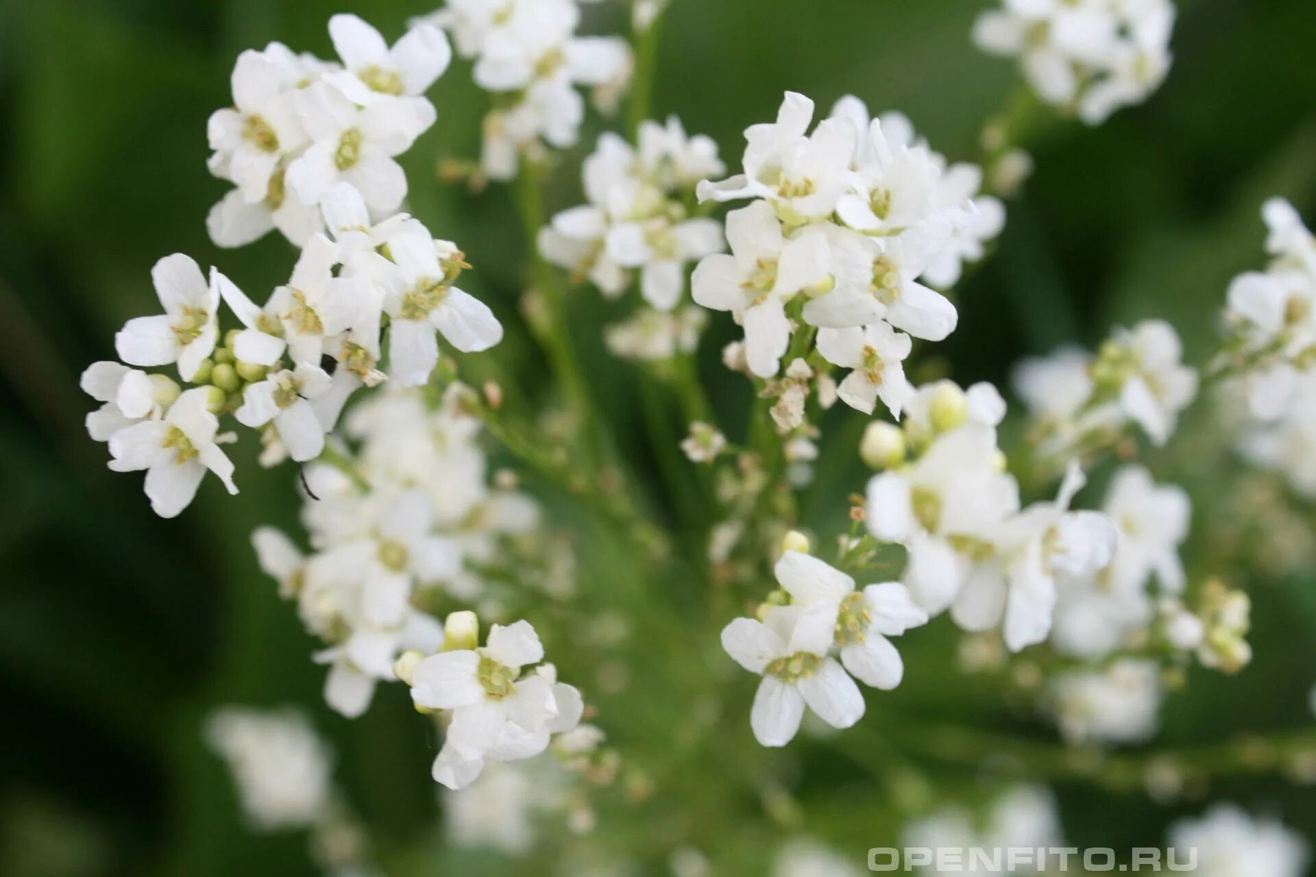 огородный хрен цветет ?. хрен растение цветение. Armoracia rusticana цветок. Armoracia rusticana. хрен растение.