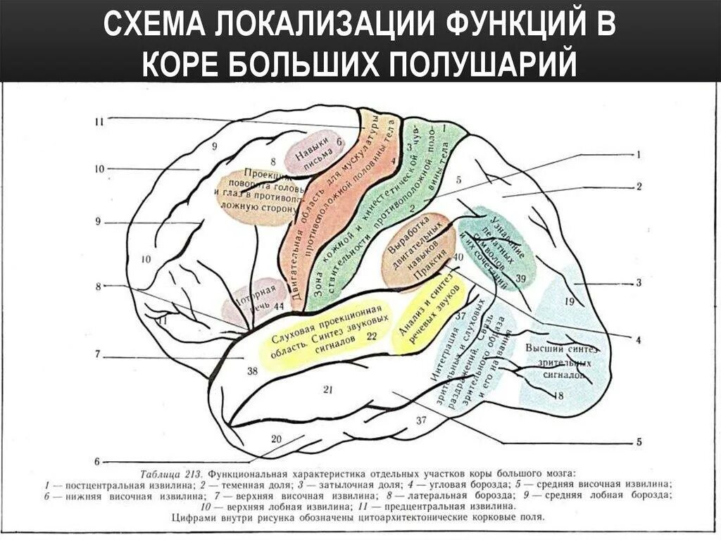 Контрольная работа по учебной дисциплины "Патология"
