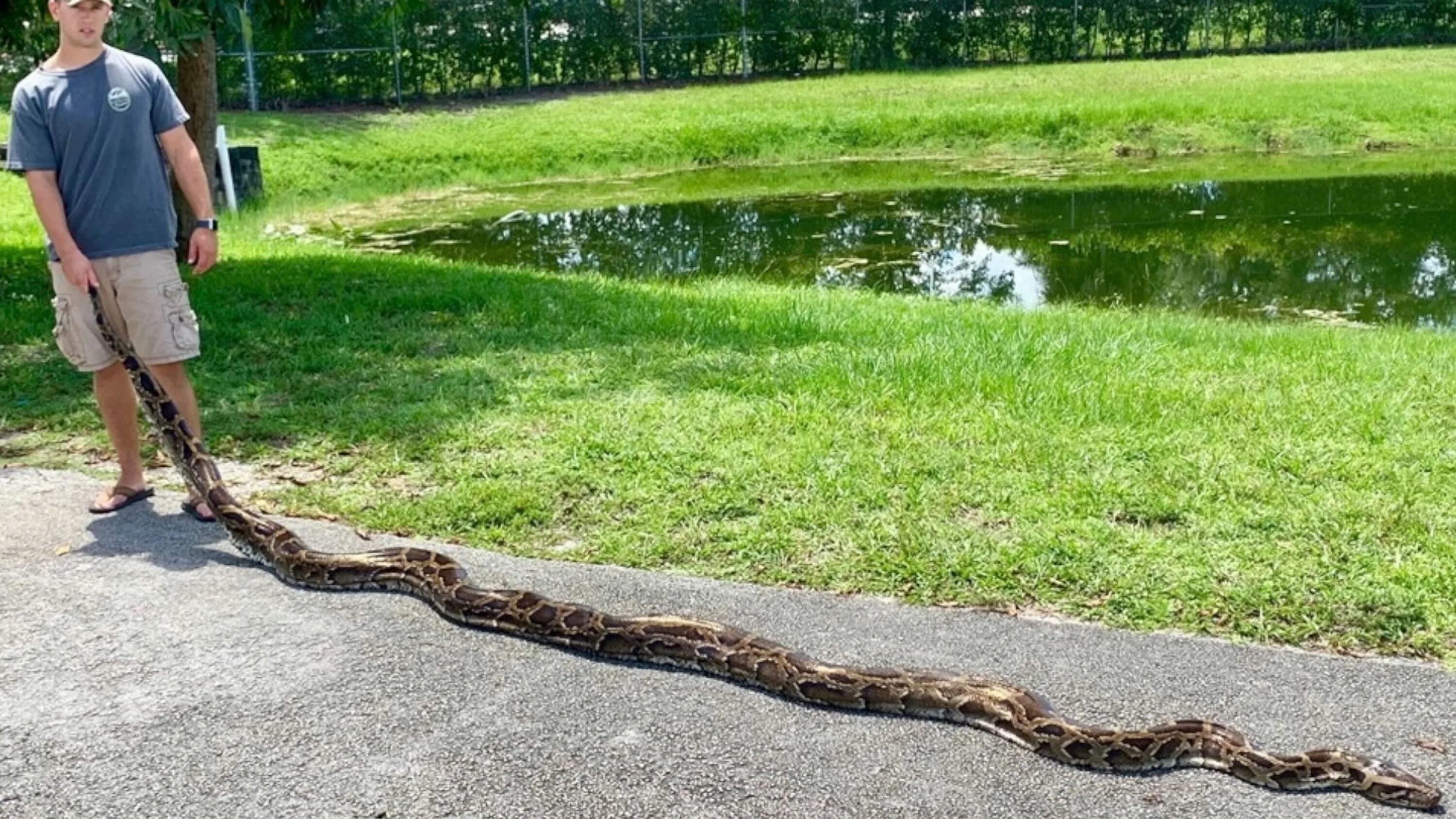 Длинной змеей раскинулся. Тигровый питон проглотил. Long Snake.