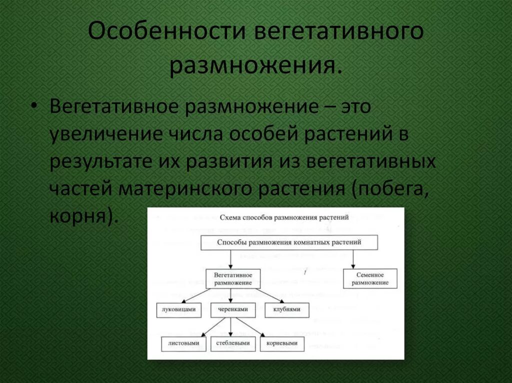 Особенности вегетативного размножения растений. Особенности вегетативного бесполого размножения. Характеристика вегетативного размножения. Особенность вегетативного размнод. Термину вегетативное размножение