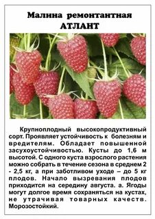Отличие ремонтантной клубники от обычной