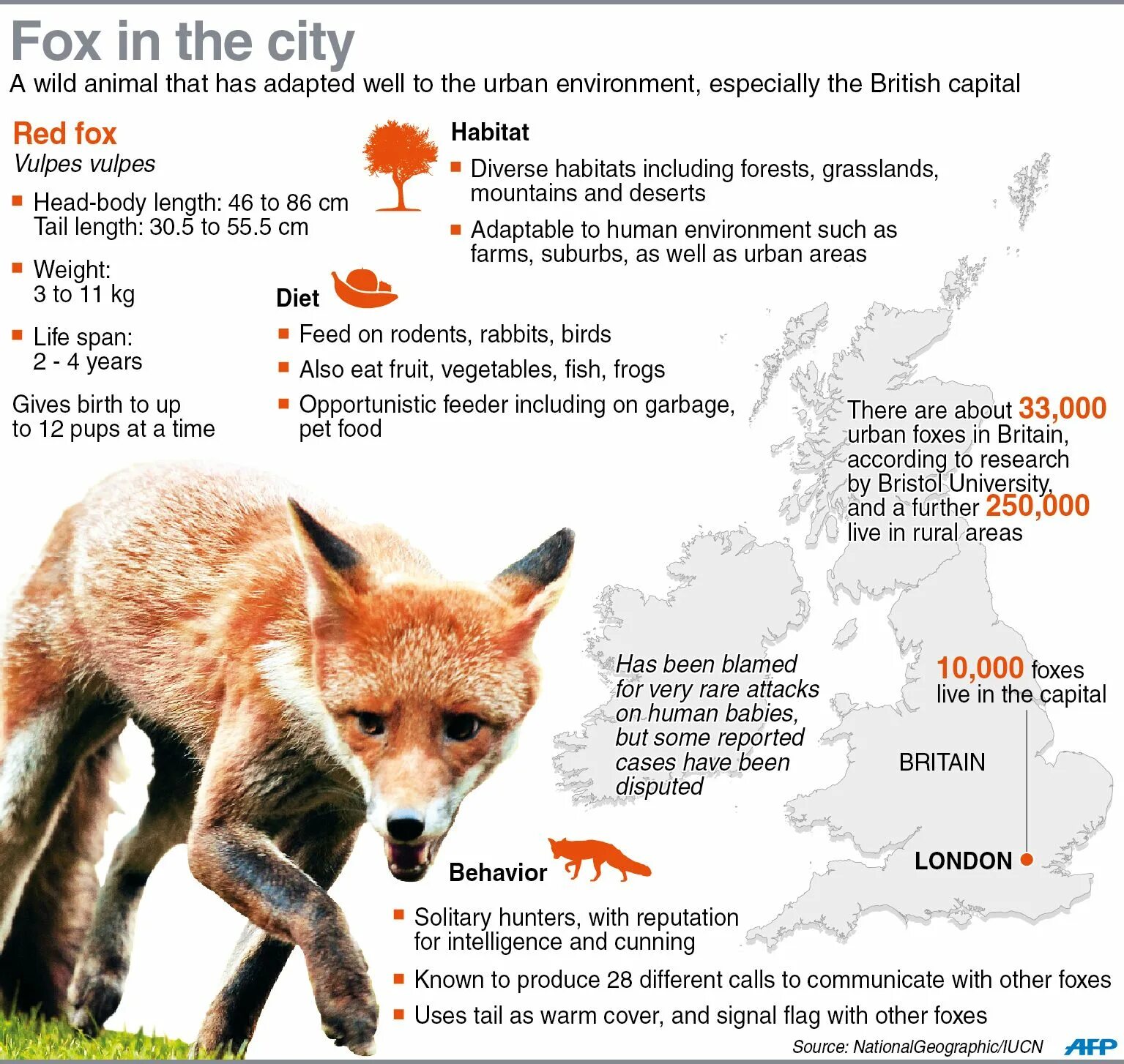 Fox список. Лиса информация. Лисы в Британии. Вес лисы. Сообщение про лису.