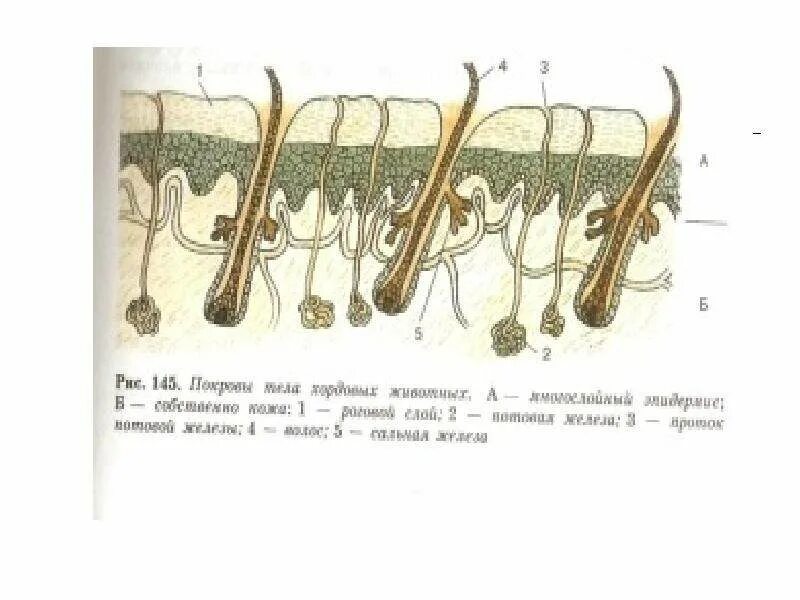 Покровы тела животных 8 класс биология таблица. Рис 145 покровы тела хордовых животных. Покровы тела 7 класс биология. Строение покровы тела хордовых животных. Покровы тела хордовых животных 7 класс.