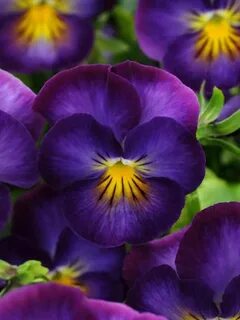 Violet s