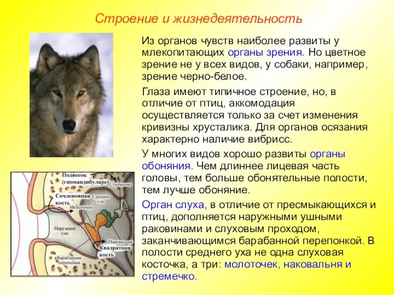 Особенности строения млекопитающих сообщение. Жизнедеятельность млекопитающих. особенности жизнедеятельности млекопитающих. органы чувств млекопитающих. зрение млекопитающих.