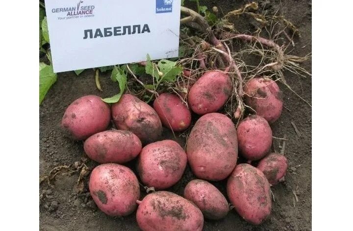 Описание сортов картофеля для урала. Сорт картофеля лабелла. картофель сорт лабелла семенной. сорта картофеля с белой мякотью рассыпчатые. ред скарлет картошка домашняя белая мякоть.