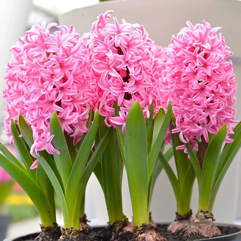 Гиацинт сколько поливать. Гиацинт pink pearl. гиацинт амариллис. луковичные комнатные цветы гиацинт. луковицы гиацинт пинк перл.