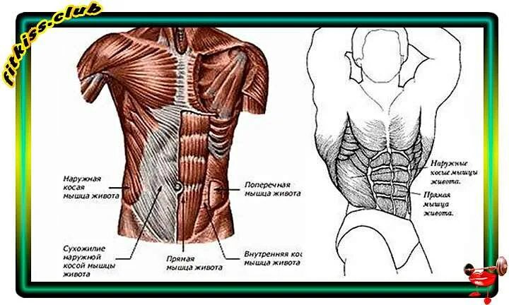 Поперечная мышца живота как накачать. Мышцы живота анатомия человека. Косые мышцы живота анатомия. Мышцы груди и живота. Название частей пресса.