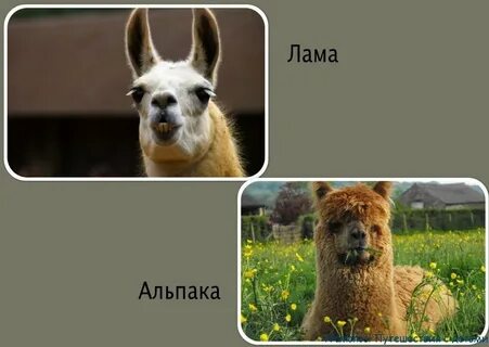 Альпака и лама в чем разница