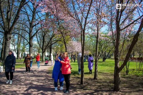Сакура у смольного