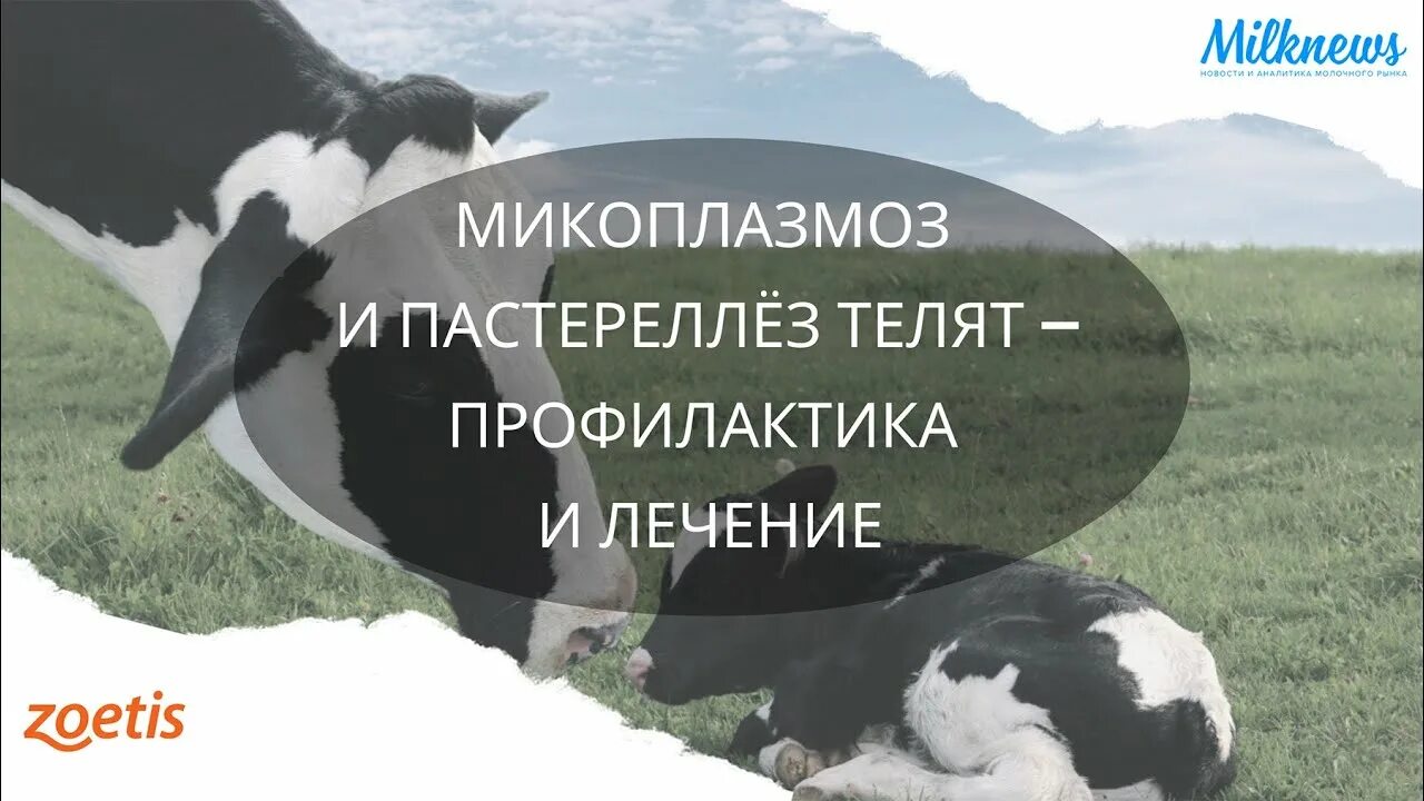 Микоплазмоз у женщин симптомы и причины. Микоплазмоз крупного рогатого скота. микоплазмоз крс у телят. лечение микоплазмоз коров.