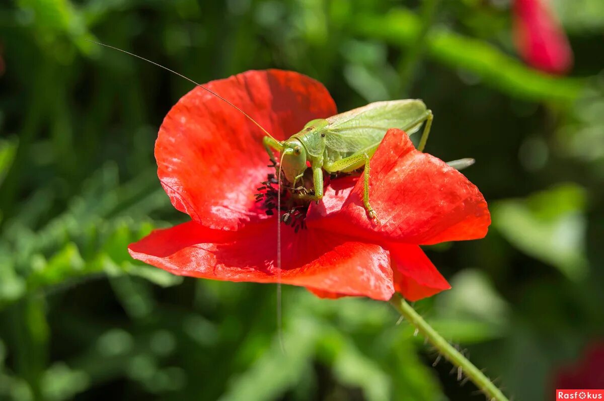 цветы жители
