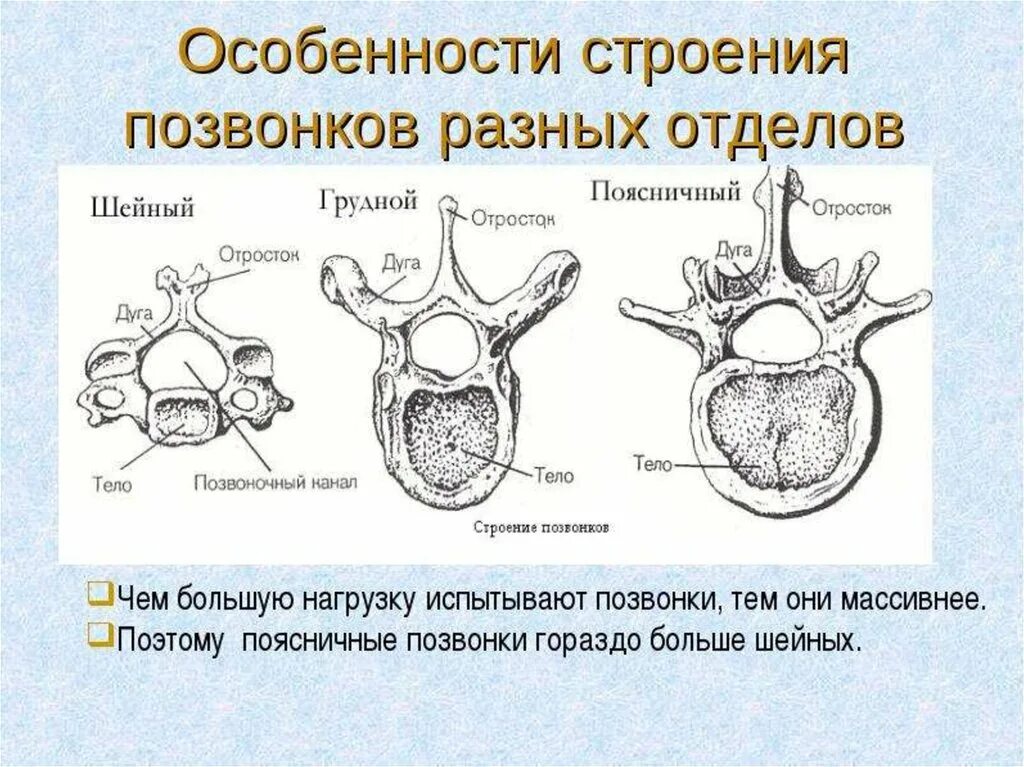 Строение шейного грудного и поясничного позвонка. Строение шейных грудных и поясничных позвонков. Особенности строения шейных грудных и поясничных позвонков. Характерные особенности позвонков различных отделов.