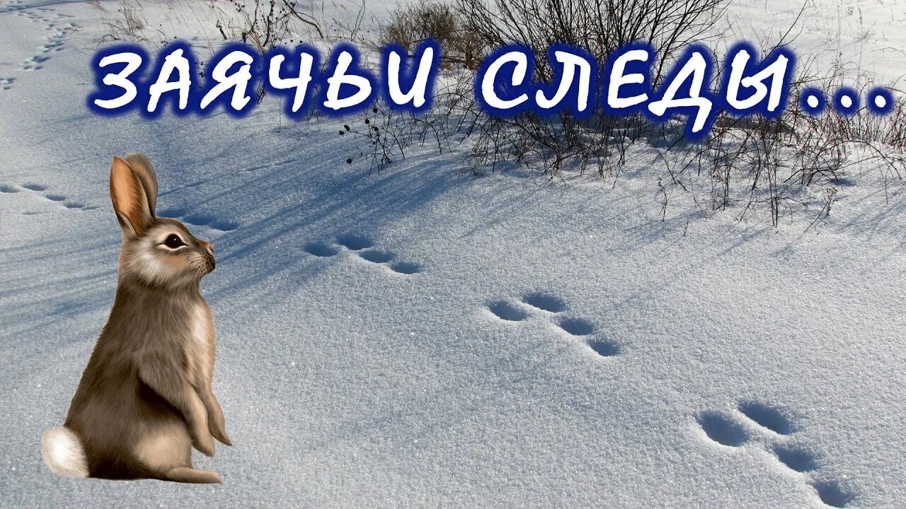 Видны заячьи следы. Заячьи следы.