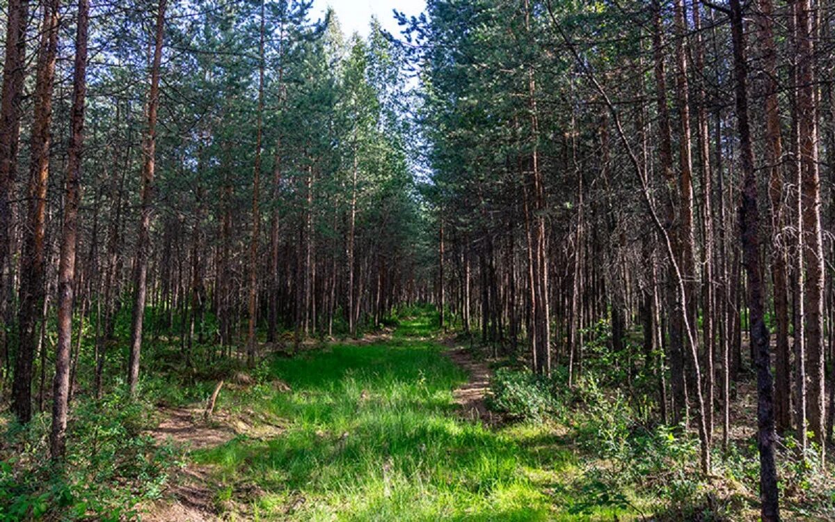 санкт-петербург выборгский район парк сосновка. санкт-петербург выборгский район парк сосновка. лесопарк сосновка в спб. сосновский лесопарк санкт-петербург. выборгский район парк сосновка.