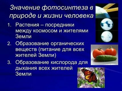 Какое значение для жизни имеет фотосинтез