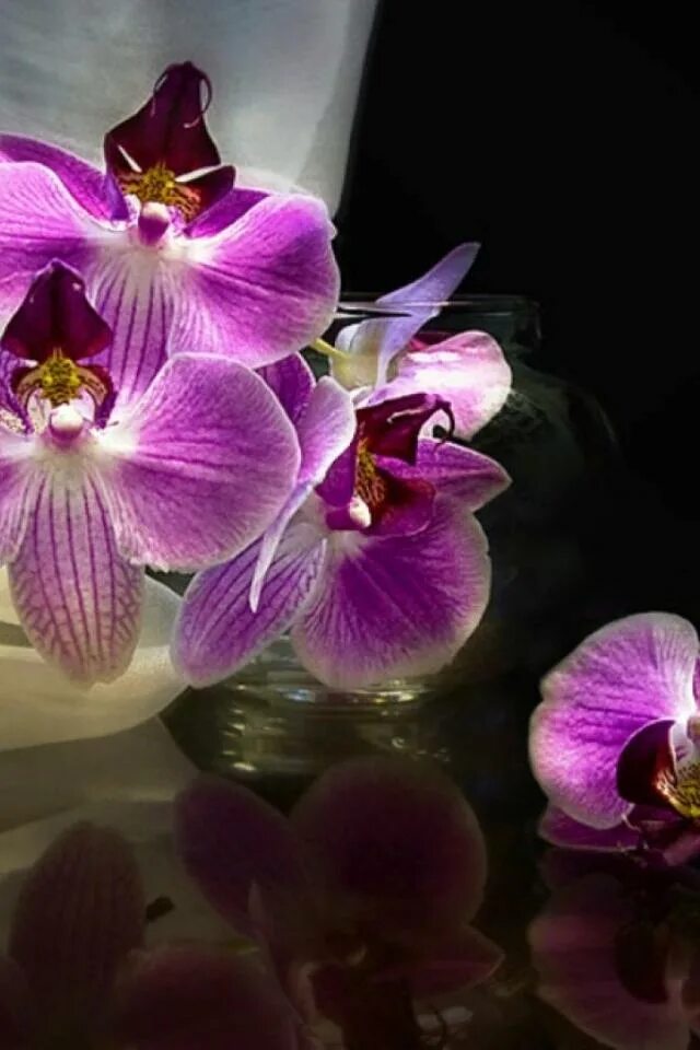 Любовь между орхидеей. Фаленопсис моушен. Монинг Бриз фаленопсис. Миднайт Монинг Орхидея. Орхидея морнинг Бриз.
