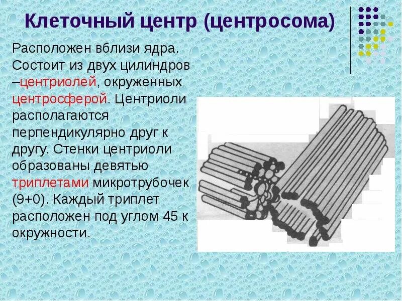 Состоит из триплетов микротрубочек. Клеточный центр состоит из 2 центриолей. клеточный центцентрисома строение. клеточный центр центросома строение. клеточный центр состоит из двух центриолей расположенных.