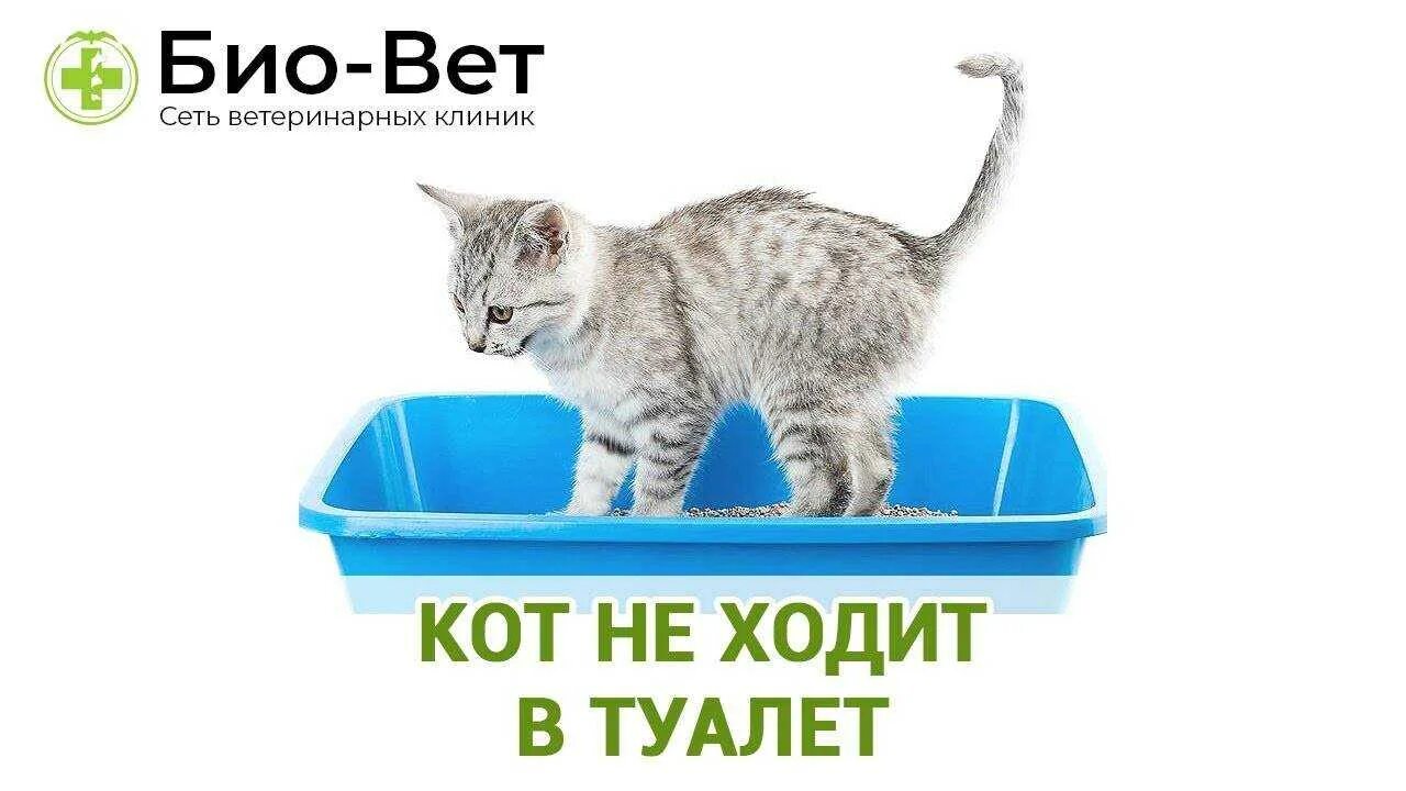 Кот не может сходить в туалет. Новорожденный котенок не ходит в туалет. массаж котенку для туалета. болезнь от кошачьего туалета. сколько раз котенок должен ходить в туалет в 2 месяца.