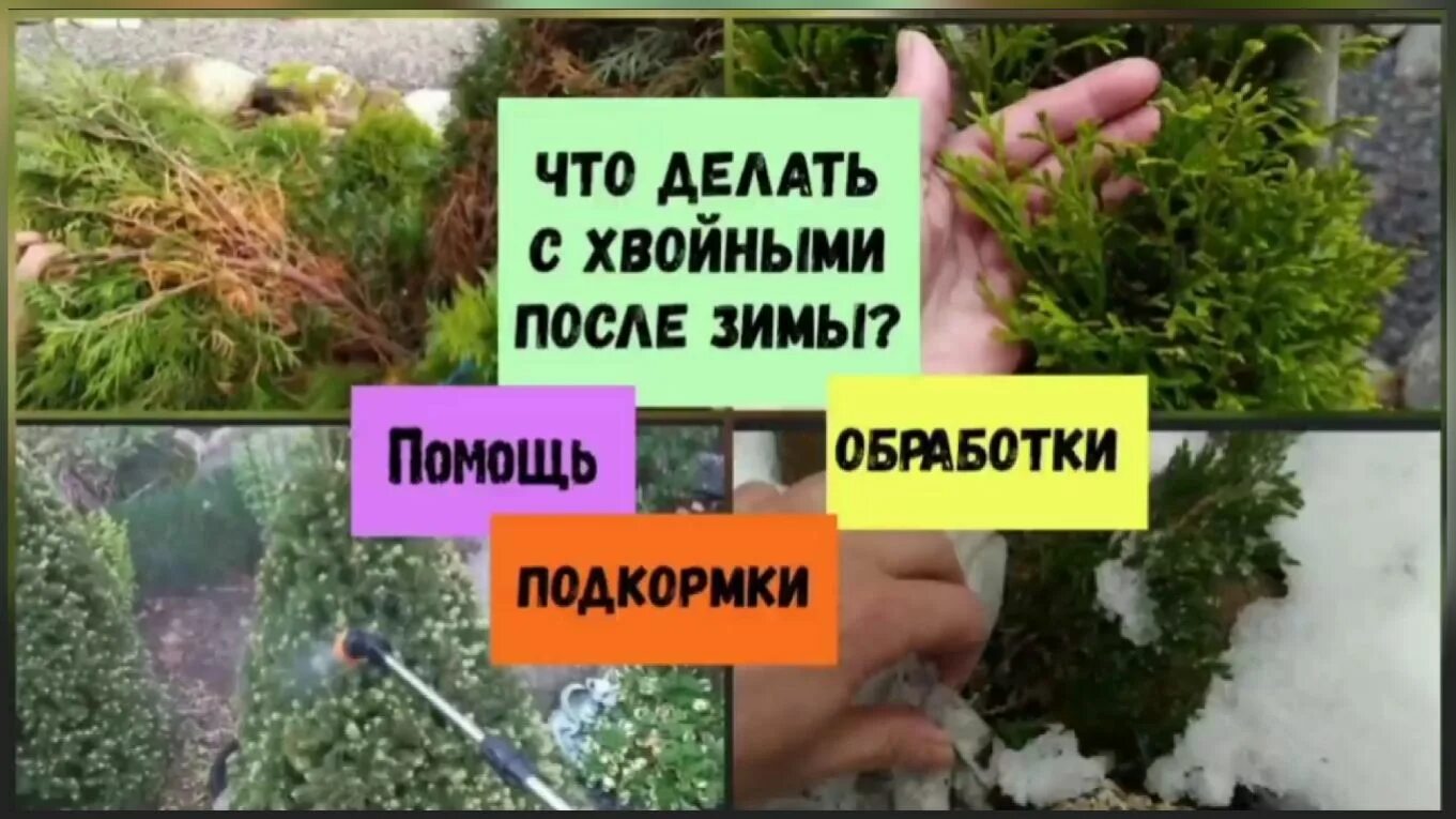 Уход за туей весной после зимы. Хвойные после зимы. обработка хвойных. подкормка хвойных растений. обработка хвойными после зимы.
