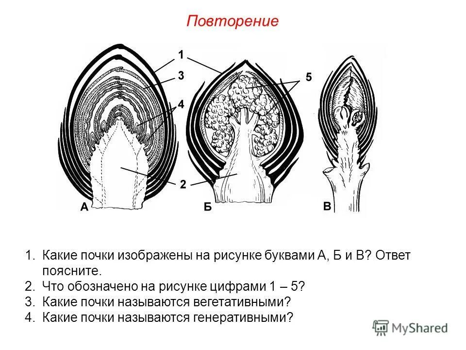 Типы почек по строению. Строение почки и побега. Схема строения вегетативной почки. Типы почек по строению. Строение почки растения и их функции.