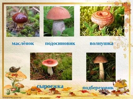 Подберезовик подосиновик гриб сыроежка