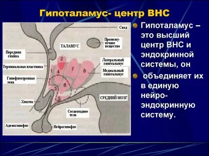 Гипоталамус центр вегетативной нервной системы