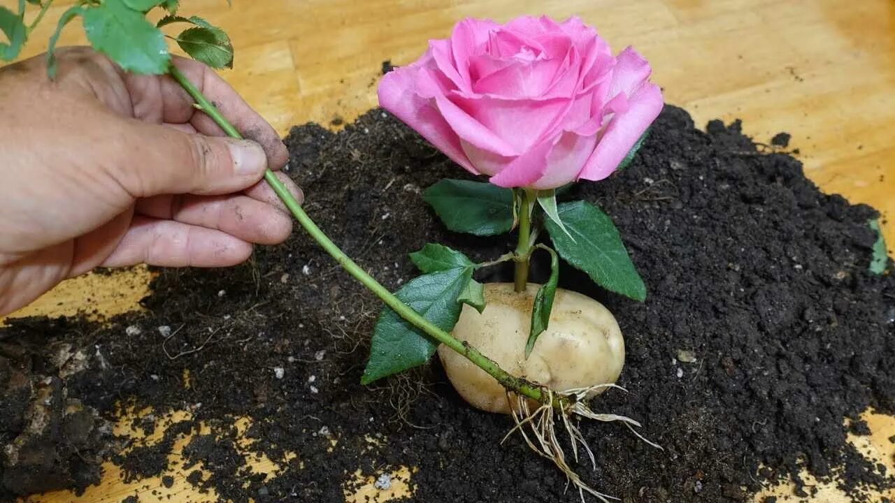 Как отрастить розу из букета