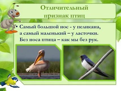 Основной признак птиц 1 класс