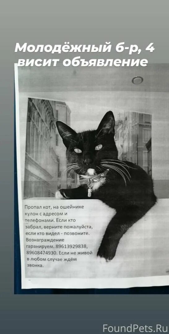 Объявление о пропаже кота. Мася кличка для кошки. Объявление о пропаже кота. Cat neverlose стиль. Как описать пропажу кота.