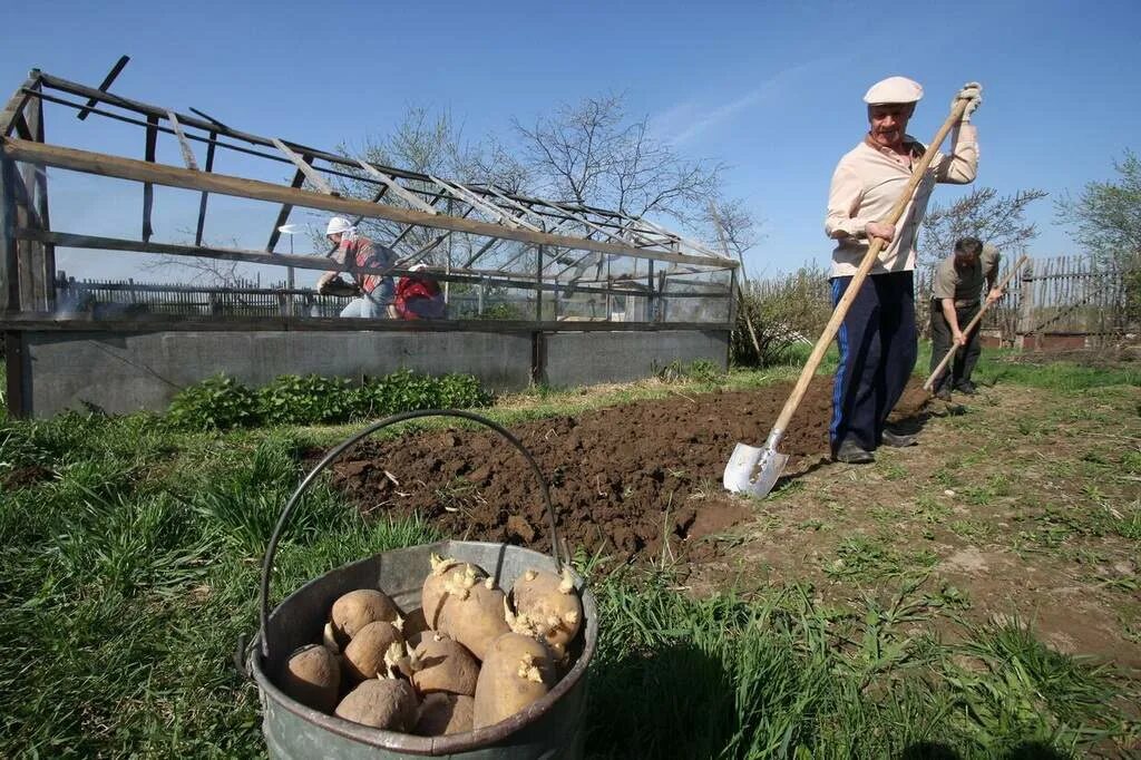 Посадка картофеля в грядки. Посадка картошки на даче. Садим картофель. Посадка картофеля. Картошка на грядке.