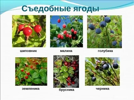 Ягодные кустарники список