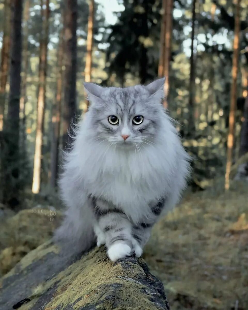 Сибирская норвежская лесная кошка. Сибирская кошка и норвежская лесная. норвежский лесной кот. норвежская лесная кошка короткошерстная. сибирская длинношерстная кошка.