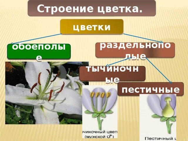 Цветки тычиночные, пестичные и обоеполые. Цветки обоеполые и раздельнополые 6 класс биология. Схема обоеполого и раздельнополого цветка. Однополые и обоеполые цветки. Признаки обоеполых