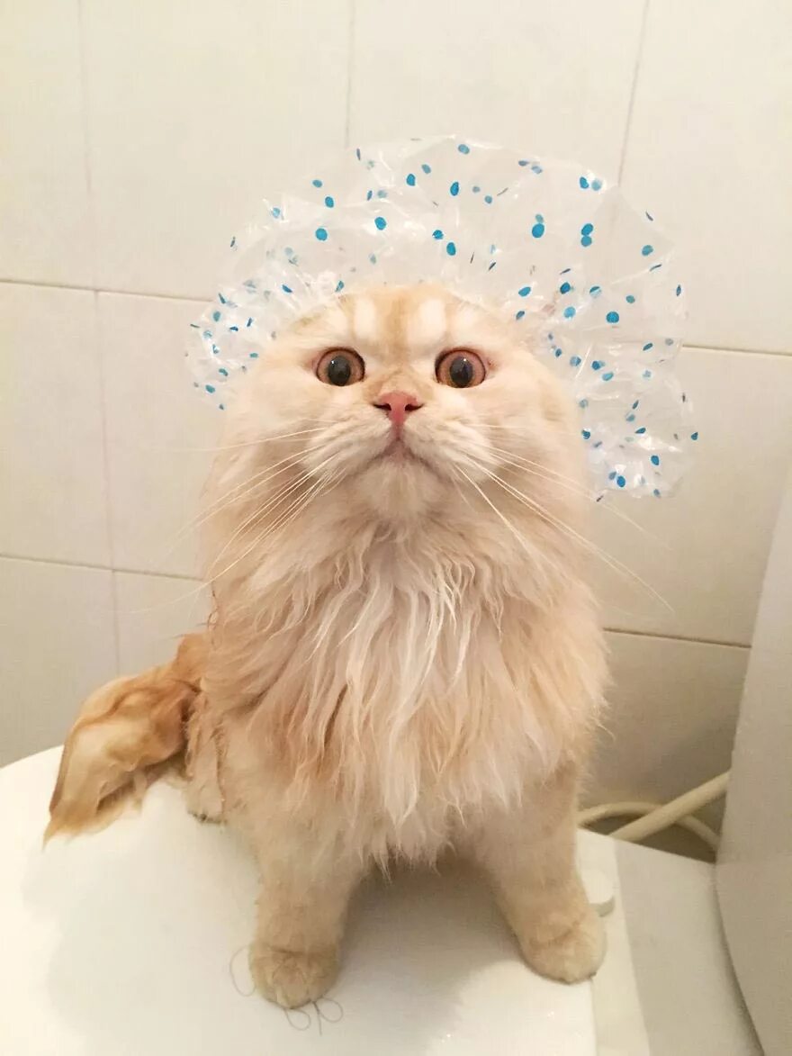 Коты после мытья. Кот в шапочке для душа. Котик в ванной. Кошка моется. Кошечка в ванной.