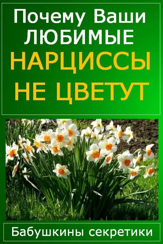 Почему любят нарциссов. Нарциссы в огороде. Почему не цветут нарциссы. Нарциссы в Аптекарском огороде. Нарциссы в огороде близко.