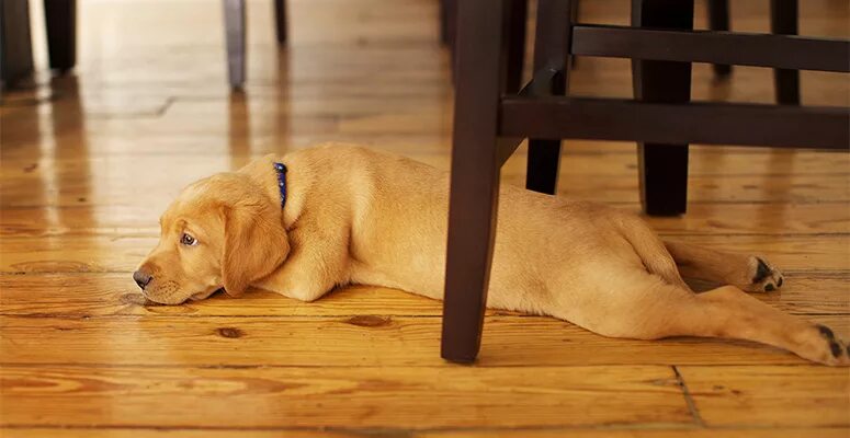 Dog scratching. Scratching Dog's Tummy. Dog lays the Table. Пол лапки