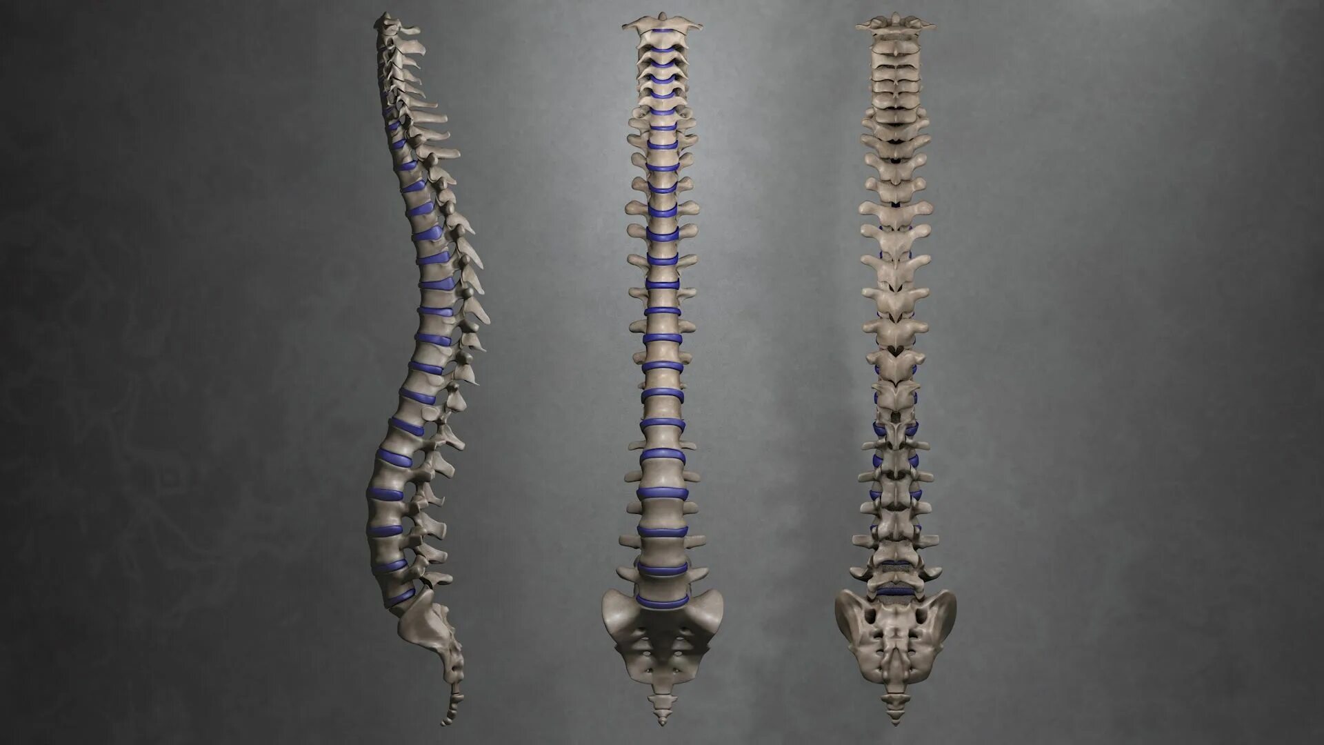 Спинной мозг 3д. Spinal Cord 3d. Spinal Cord 3d model. Модель спинного мозга.