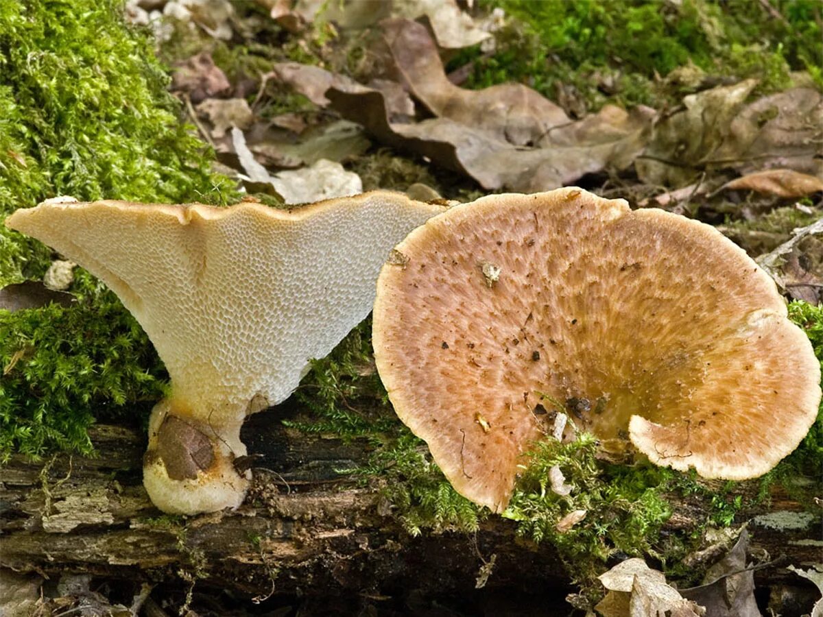 Гриб снизу. Трутовик клубненосный Polyporus tuberaster. Трутовик чешуйчатый Polyporus squamosus. Polyporus tuberaster Полипорус клубненосный. Трутовик клубненосный - Polyporus tuberaste.