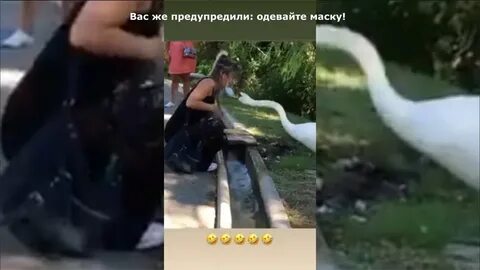 Отпустили лебедей