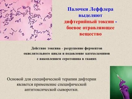 Дифтерийная палочка