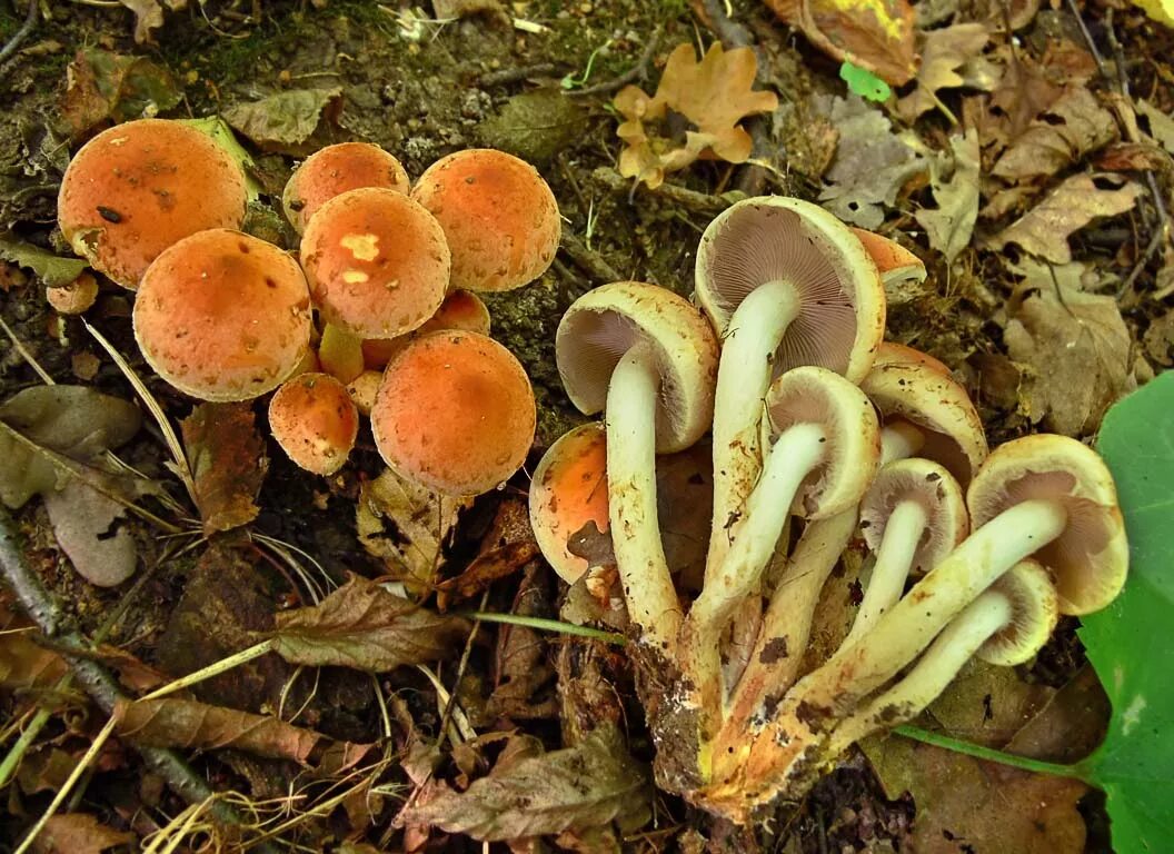опенок кирпично-красный hypholoma lateritium. гриб ложноопенок кирпично красный. ложный опенок ложноопенок кирпично красный. гриб ложноопёнок кирпично красный. ложный опенок кирпично красный.