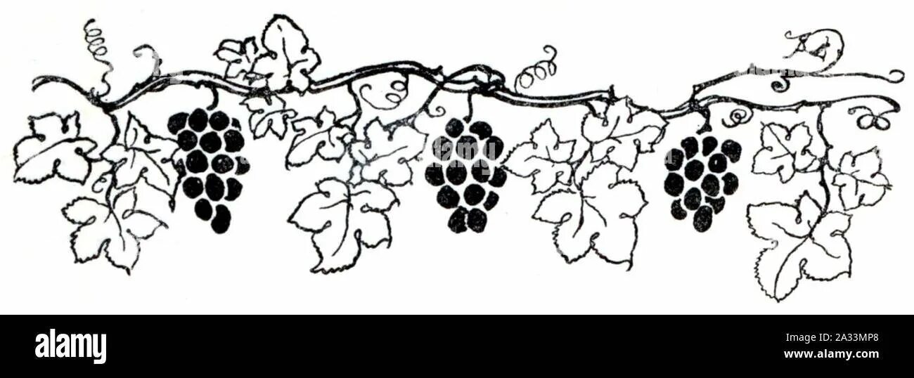 Виноградная лоза орнамент Грузии Ермолова. Рисунок виноградной лозы с гроздьями винограда. Виноград орнамент. Виноград узор.