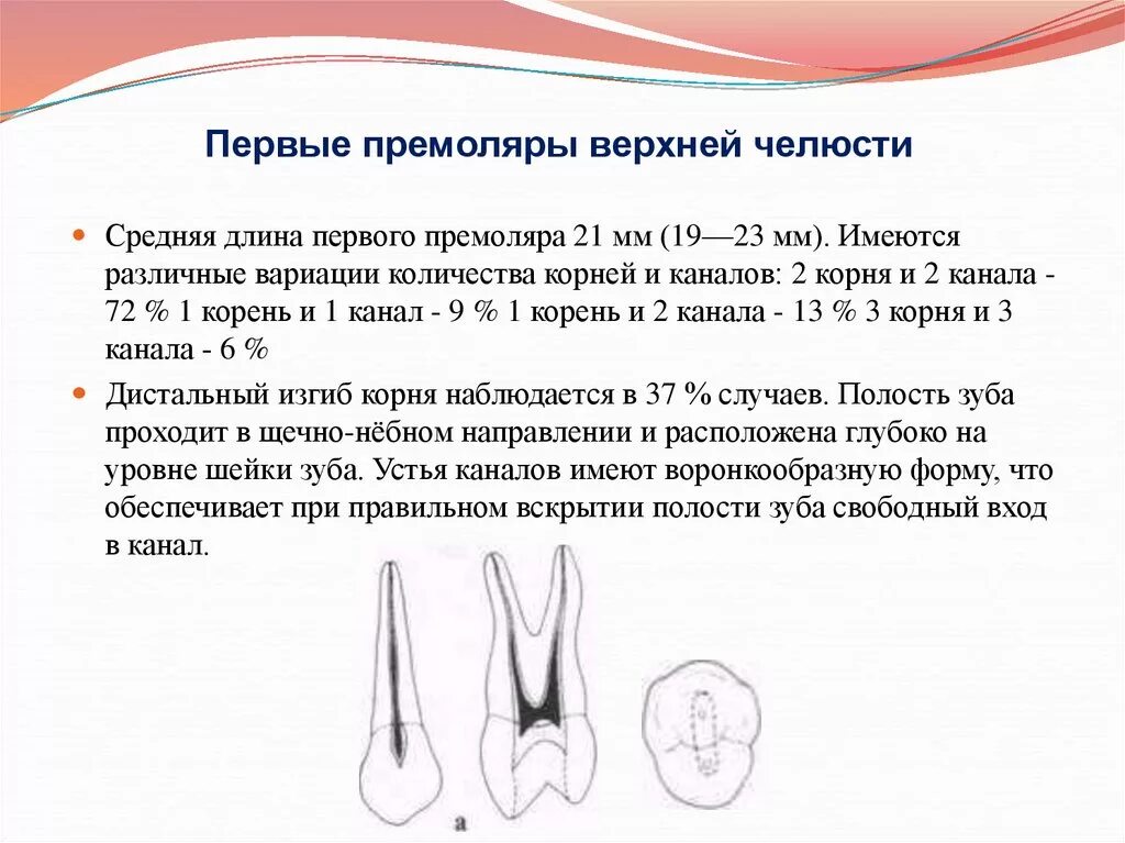 1 корневой канал. 1 Премоляр верхней челюсти корни. 2 Премоляр корень зуба. Корневые каналы первого премоляра верхней челюсти. Первый премоляр нижней челюсти корни.
