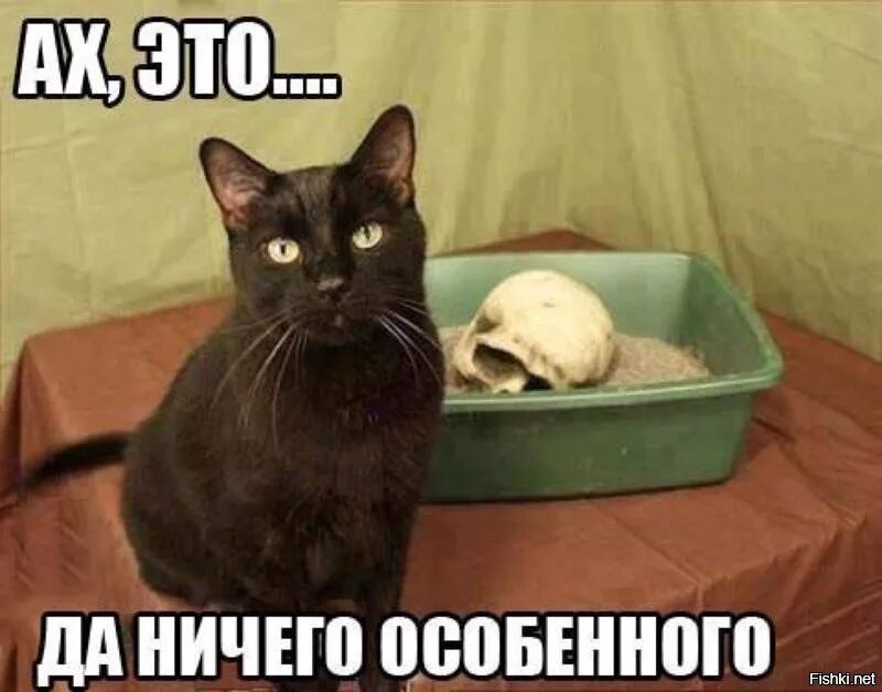 Кот угрожает