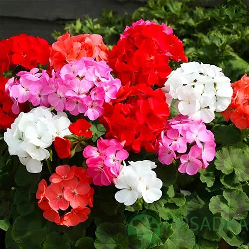 Букет герани фото Пин от пользователя Kira Ogne на доске Герань (Pelargonium) Герань, Комнатные цв