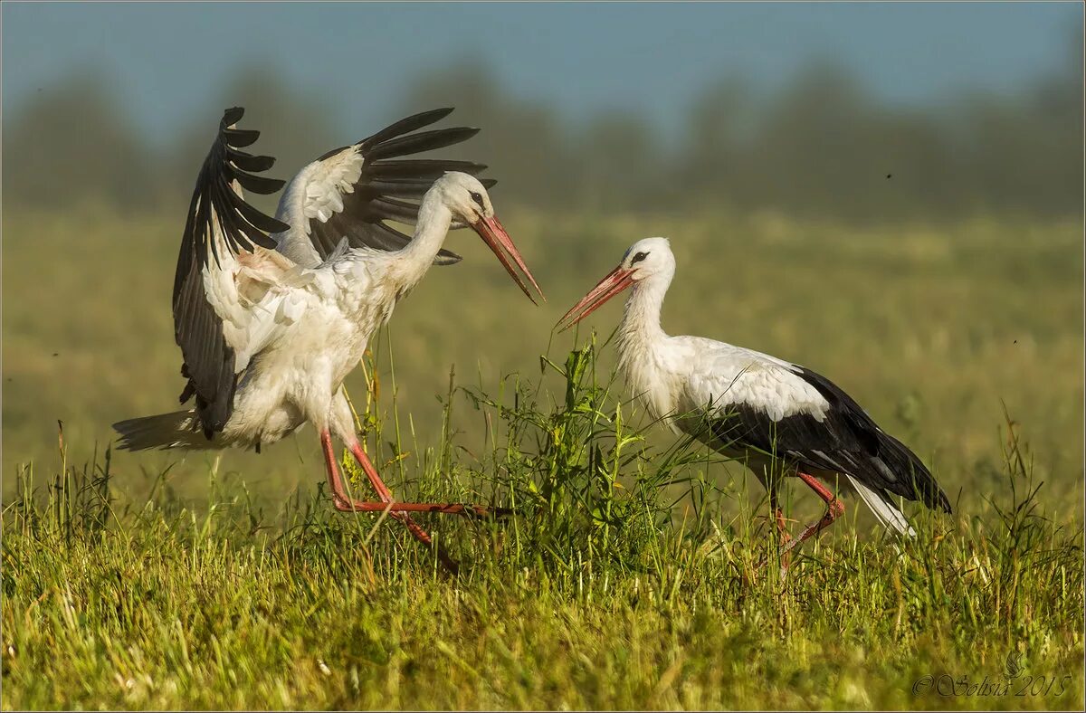 Белый Аист (Ciconia Ciconia). Белый Аист (Ciconia Ciconia) в красной книге. Белый Аист Нижегородская область. Белый Аист в Ростовской области.