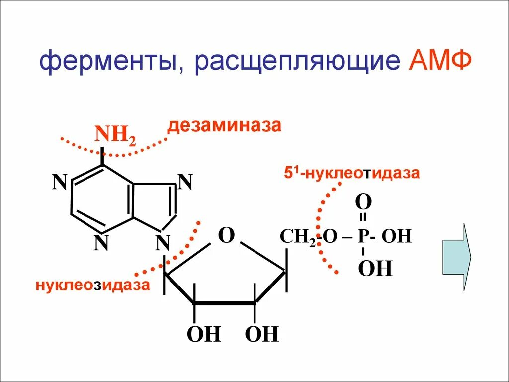 Ферменты расщепляющие днк. 5 Нуклеотидаза биохимия. Аденозинмонофосфат. Аденозин 5 монофосфат.